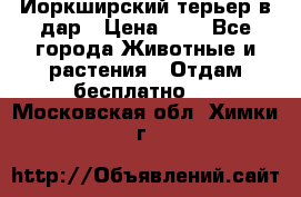 Йоркширский терьер в дар › Цена ­ 1 - Все города Животные и растения » Отдам бесплатно   . Московская обл.,Химки г.